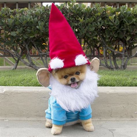 Gnomes Cute Dog Costumes Dog Halloween Costumes Diy Pet Halloween