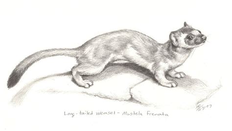 Weasel Sketch Animal Sketches Ferret Sketches