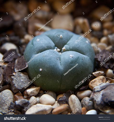 Cacti were used to start and stop rainfall or wind, to assist in burial, and even to place curses. Peyote Cactus Lophophora Williamsii, Or Mescal Button ...
