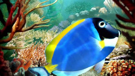 Virtual Sea With Tropical Fish In Coral Reef Pet Lovers News