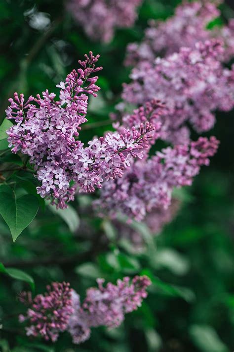 23 Of The Best Lilac Varieties Gardeners Path
