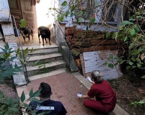 A Mulher Da Casa Abandonada Saiba O Que Aconteceu Com Os Cães Resgatados