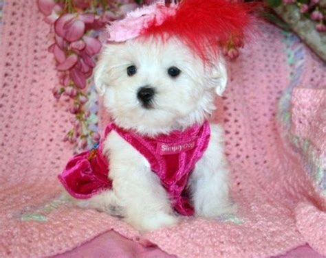 Boutique teacup puppies is on facebook. Teacup Maltese puppy for sale in Chicago,Illinois | Teacup puppies maltese, Maltese puppy ...