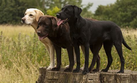 The Labrador Retriever Was Named The Most Popular Dog Breed For The