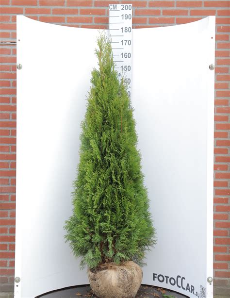 Thuja Occidentalis Smaragd Boomkwekerij Van Nunen