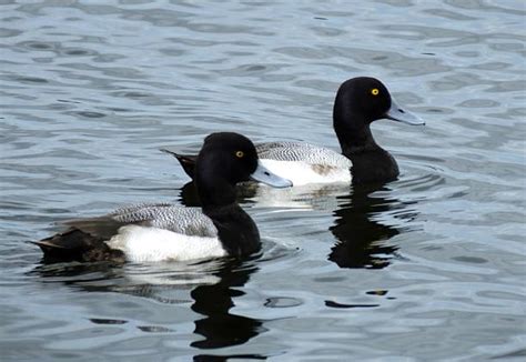 450 Lesser Scaup Photos Stock Photos Pictures And Royalty Free Images