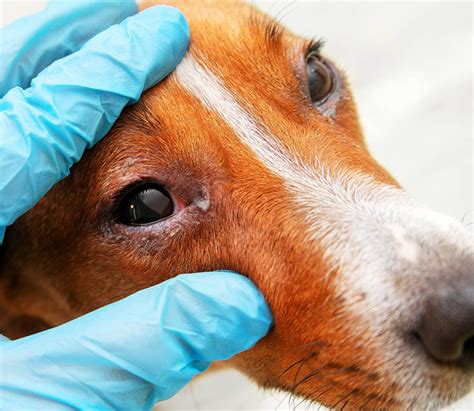 Alergia skórna u psa jakie są jej objawy i jak ją leczyć