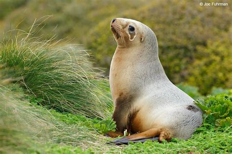 hooker s sea lion joe fuhrman photography