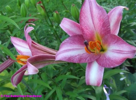 The Suburban Gardener Trumpet Lily Pink Perfection