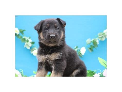 They have been raised around cows, chickens, horses, and children. Visit our German Shepherd puppies for sale near Opelika ...