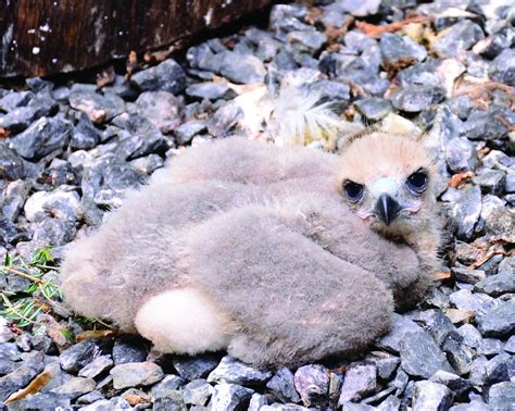 A Red Tailed Hawk Born In Captivity Shows Birds Are Comfortable News