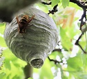 Cholsey Wildlife: Hornets Nest