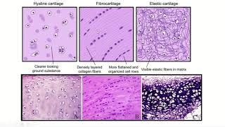 Hyaline Elastic And Fibrocartilage How To Identify Und Doovi