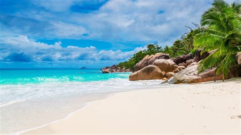 Tropical Sandy Beach 🌴 Backiee