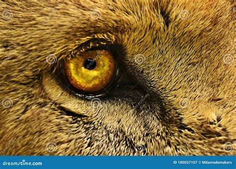 Macro Close Up Of A Lions Eye Showing Bright Yellow Colors And Lots Of