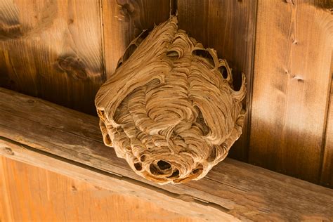 Different Kinds Of Wasp Nests Every Homeowner Should Know