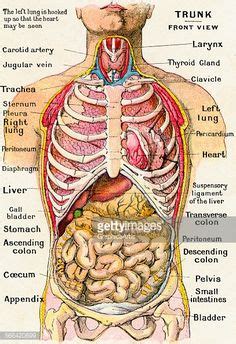 diagram of human body organs | Picture Of Body Organs | Medical