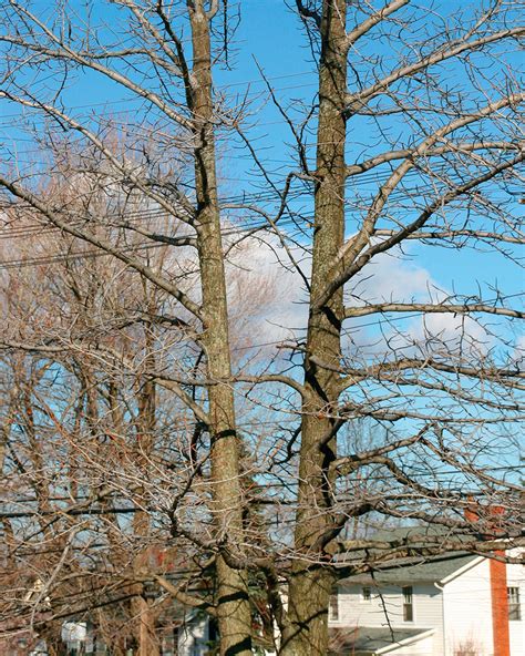 Five Common Pruning Mistakes And How To Fix Them Hagearbeider