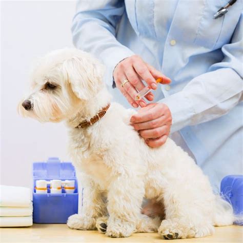10 Tips For Keeping Your Dog Healthy And Avoiding The Vet