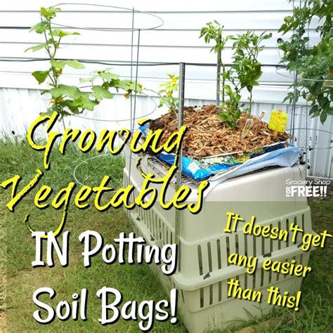Growing Vegetables In Potting Soil Bags Gsff