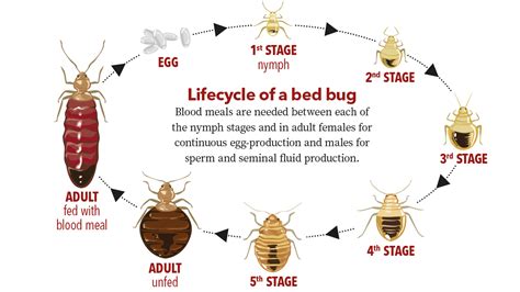 Images Of Bed Bugs In Different Stages The Slight Differences In