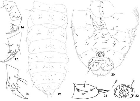 Scielo Brasil Two New Species And New Records Of Neanuridae