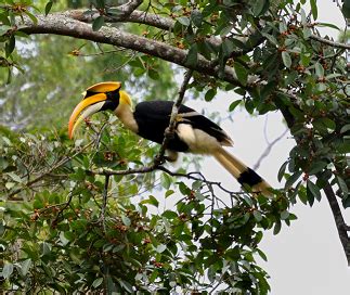 The great hornbill (buceros bicornis) is the provincial bird of kerala, republic of india. State bird of Arunachal Pradesh - complete detail - updated