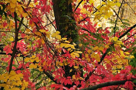 Yellow Red Green Leaves Stock Image Image Of Fall 78243939