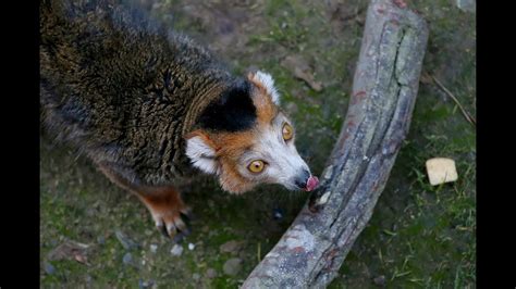 Meet Oakland Zoos Two New Crowned Lemurs Youtube