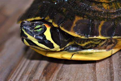 The Red Eared Slider × Yellow Bellied Slider Is An Intergradation