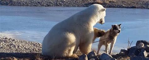 This Polar Bear Is Petting Dog And The Video Is Out Of The Ordinary