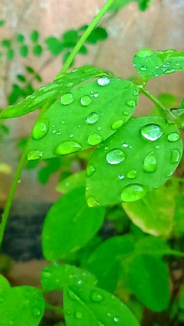 Green Leaf Plant With Water Droplets During Daytime · Free Stock Photo