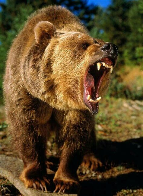 Angry Bear Медведь Бурые медведи Медведь гризли
