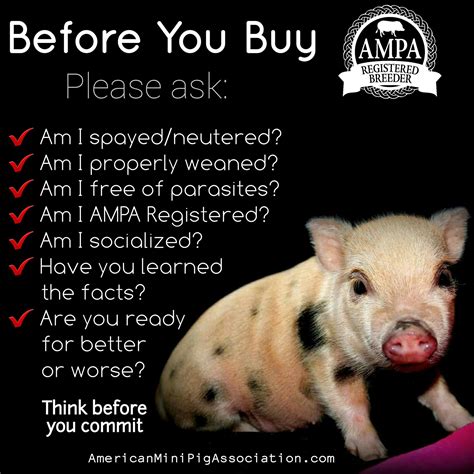 Where Can I Buy A Pig As A Pet 12 Things To Know Before Adopting A