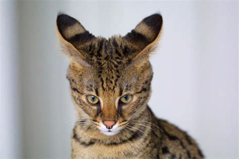 Top 10 Ugliest Cat Breeds Factspedia