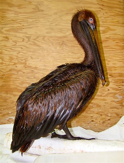 Day Nine Gulf Spill Wildlife Update 5 Oiled Birds International Bird Rescue