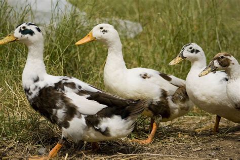 Ancona Ducks | Saving ancona ducks on the Northwest passage | Ancona ducks, Backyard ducks 