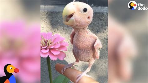 Naked Bird Who Lost Her Feathers Is So Loved Now The Dodo Youtube