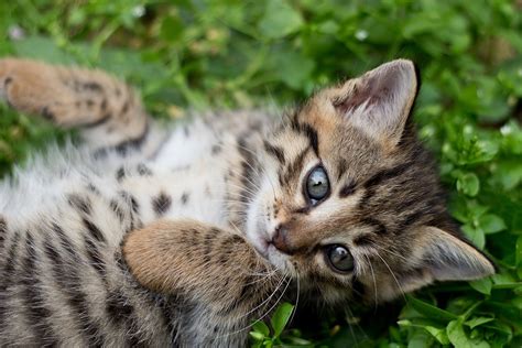 Free Images Animal Cute Wildlife Pet Feline Baby Fauna Marking