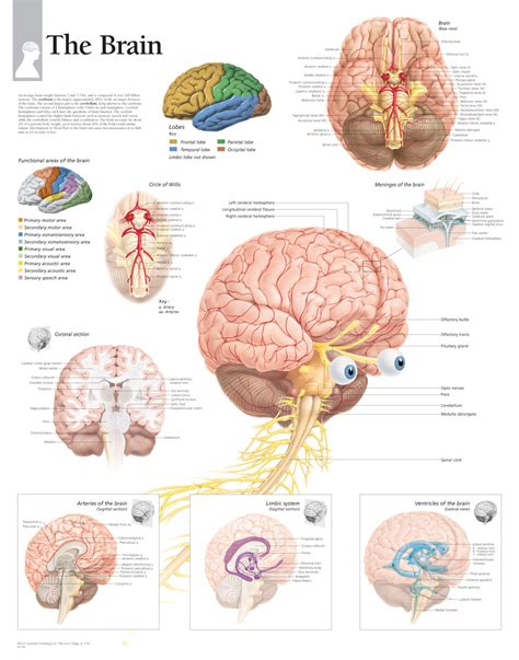 Anatomy Of The Brain Laminated Wall Chart With Digital Download Code