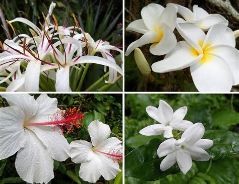 Planting A Garden With All White Tropical Flowers See Photos Dengarden