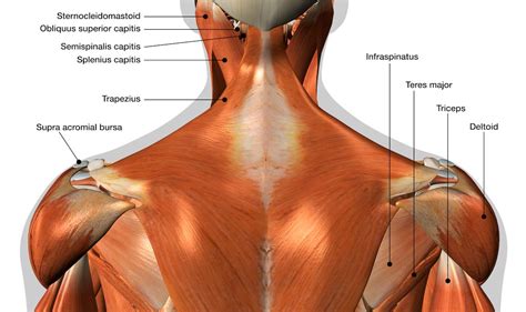 Labeled Diagram Of Shoulder Muscles Shoulder Muscles Anatomy Diagram