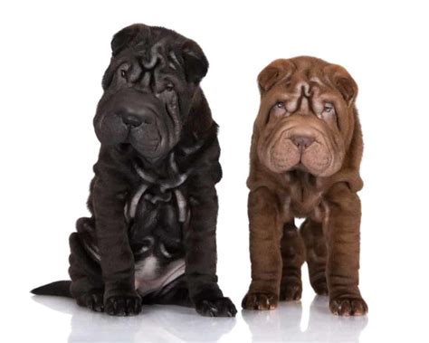 Shar Pei Known For Its Distinctive Wrinkled Appearance