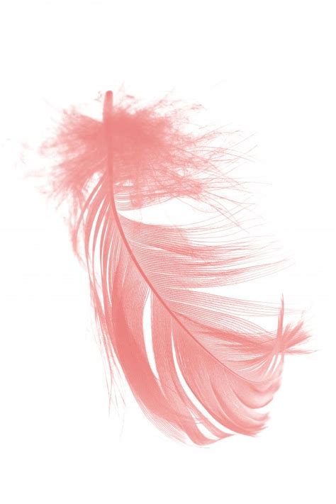 Feather Graphic Feather Design Feather Background Pink Background