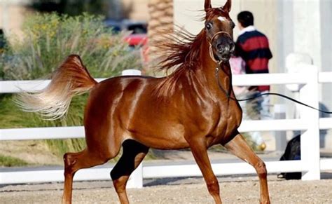 انطلاق بطولة العرب لجمال الخيول العربية الأصيلة ضمن مهرجان “عِراب” صحيفة البلاد