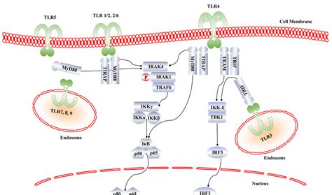 Toll Like Receptor Tlr Signaling Pathways Irak Is The Central Download Scientific Diagram