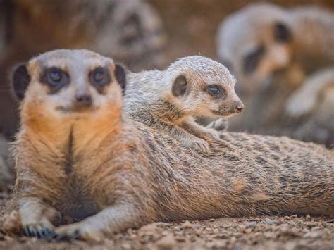 Meerkat Pups Play Outside For The First Time At Chester Zoo Express