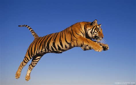 Download Wallpaper For 1920x1080 Resolution Bengal Tiger Jump
