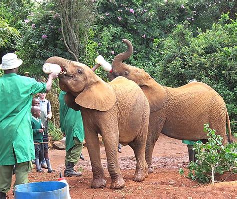 Feeding Time For Elephants Photo Kenya Africa