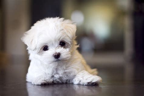 Top 10 Cutest Puppies In 2022 Cute Puppies Puppies Cute Puppy Breeds